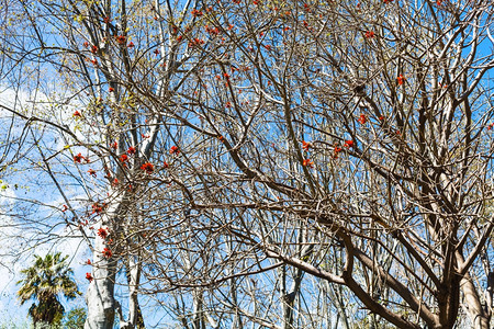 西西里岛一棵光秃秃的相思树春天开着红色的花图片