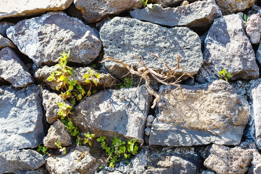 源自古代可塑石墙背景的裂缝中绿色植物图片