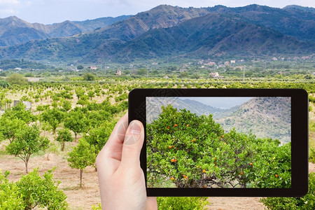 旅行概念旅游者拍摄西里山花园平板上的橘子树图片