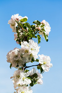 有苹果树花的枝紧贴着蓝春天空背景图片