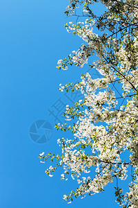 蓝春天空背景的花樱树枝图片