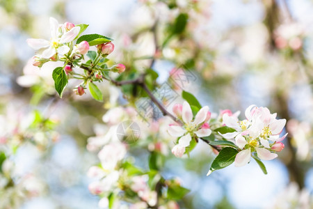 粉红的苹果树和在春林中紧闭着背景图片