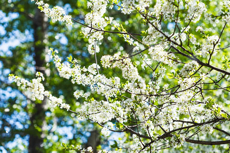 阳光明媚的春日花樱树图片