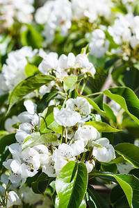 春日开花的苹果树枝图片
