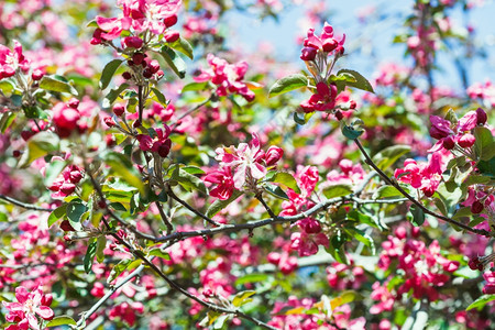 春林中的粉红苹果树花图片