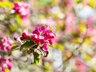 粉红花苹果树在春天关闭图片