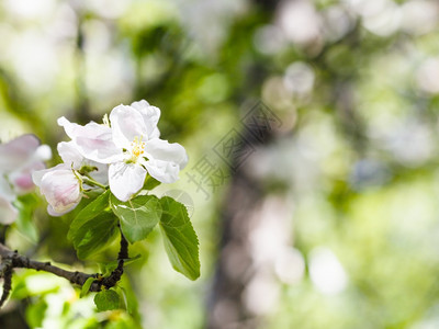 春天以绿林背景关闭的苹果树花图片