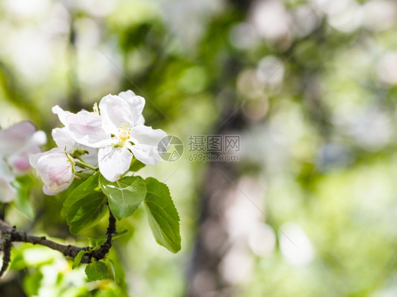 春天以绿林背景关闭的苹果树花图片