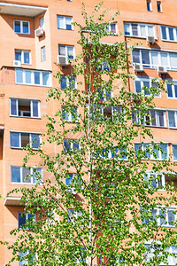 春背景的绿树和砖公寓房图片