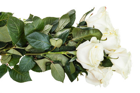 白色背景上孤立的白玫瑰有害侧边视图图片