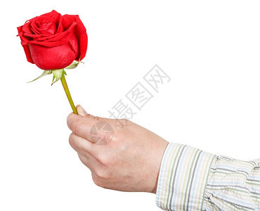 雄手握着红玫瑰花孤立在白色背景上图片