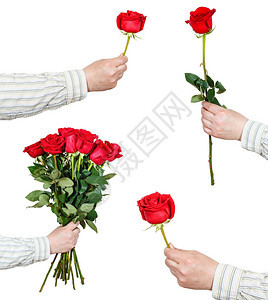 在白色背景上隔绝的手握红玫瑰花集图片