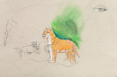 儿童未完成的绘画用彩色铅笔小熊的母虎图片