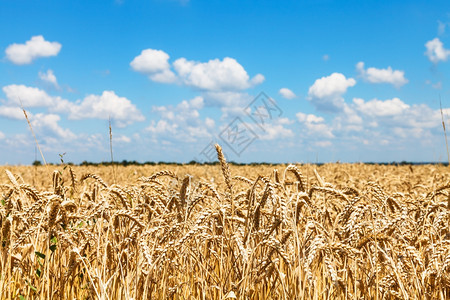 青蓝天空下白云之农村田间小麦熟之耳图片