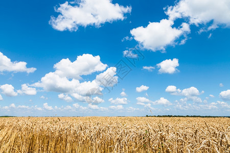 在阳光明媚的夏日蓝天在成熟小麦田上白云笼罩着图片