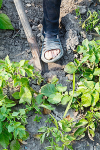 收获农民用铲子在花园里挖土豆图片