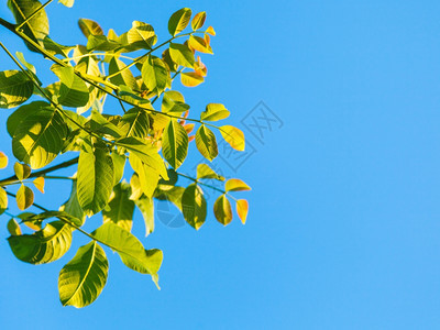 天然背景夏季胡桃树和蓝天空的绿叶图片