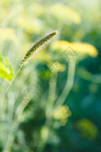 自然背景日落时环斑封闭和模糊的夏季草原图片