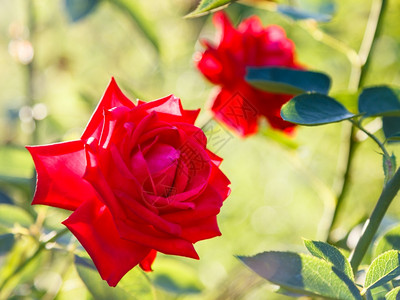 夏日落两朵红玫瑰图片