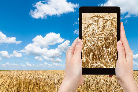 旅行概念蓝色天空下田地上成熟小麦的旅游照片耳朵平板白云图片