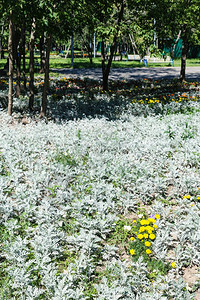 夏季在城市花园里种植有杂草jacobaea的花盆和草面粉银和图片