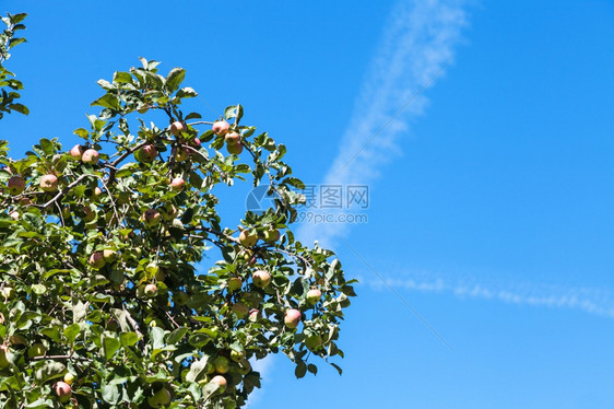 夏季果园中黄红苹水和蓝天空背景的绿色树枝图片