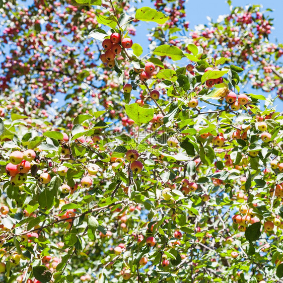 夏天在森林里有粉红麦芽苹果的野生树图片