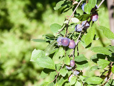夏季在森林中生树枝上含成熟的李子果实图片