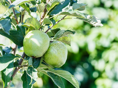 夏季果园树枝上的绿苹果图片