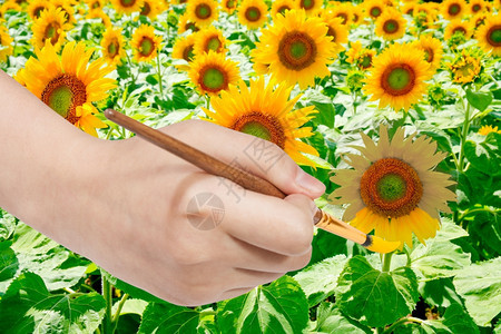 收获概念由向日葵的黄花瓣刷画手工涂料图片