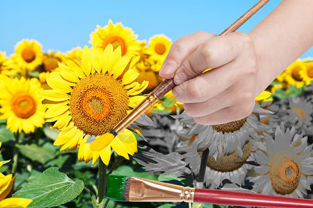 收获概念油漆刷黄花瓣和向日葵绿叶的手工涂料图片
