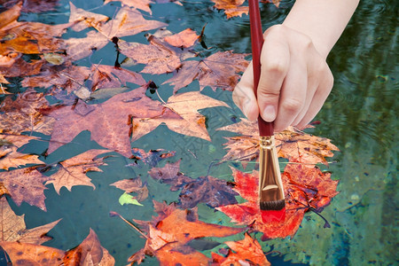 自然概念手与油漆刷画秋天在池中漂浮的红色树叶图片