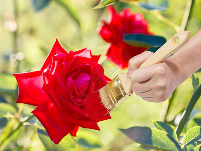 自然概念手与油漆刷画露户红色玫瑰花瓣图片