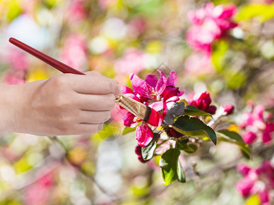 园艺概念春天与油漆刷画手在苹果树上涂红花图片