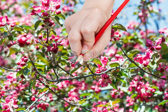 园艺概念用铅笔手在春天苹果树上画红花图片