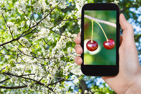 花园概念农民照片树枝上红樱桃成熟的照片和智能手机背景上的白花樱桃树图片