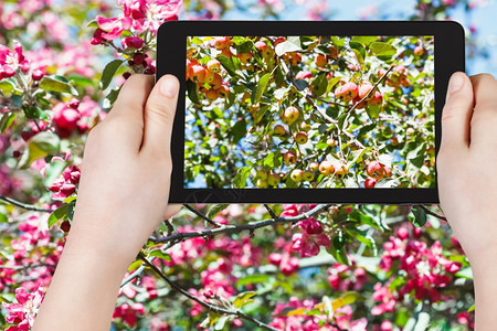 花园概念农民照片种植者粉红苹果在树枝上熟红开花苹果树在平板电脑上的背景图片