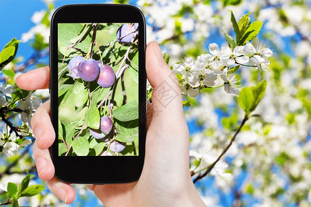 花园概念农民照片种植者树枝上有成熟的李子树上有白花背景是智能手机背景图片