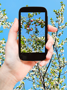 花园概念农民照片苹果在树枝上开花蓝天空在智能手机背景上图片