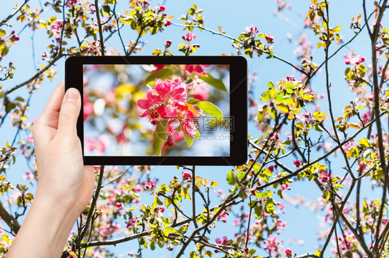 花园概念农民照片粉红花在苹果树开的枝上照片蓝天空在平板上的背景照片图片