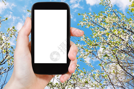 旅行概念手持智能机用剪的屏幕和盛开樱树蓝天空作为背景图片