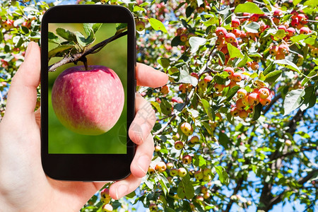 花园概念农民照片成熟的粉红苹果户外智能手机背景的苹果树图片
