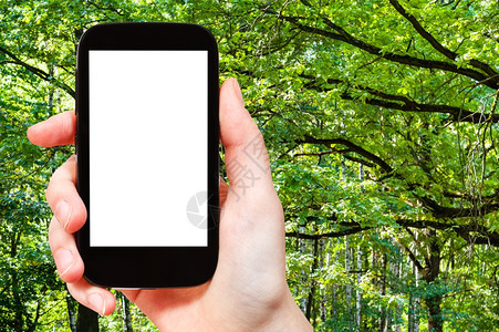 旅行概念手持智能机在夏季森林中按背景剪掉屏幕和绿橡树枝图片