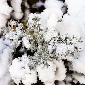 秋天关闭的墨西哥辣椒酱工厂第一次下雪秋天关闭图片