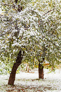 秋天在苹果树上第一次下雪图片