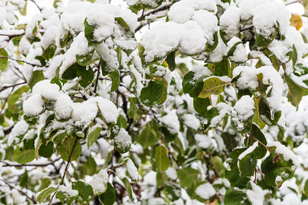 秋天第一次在苹果树绿叶上下雪图片