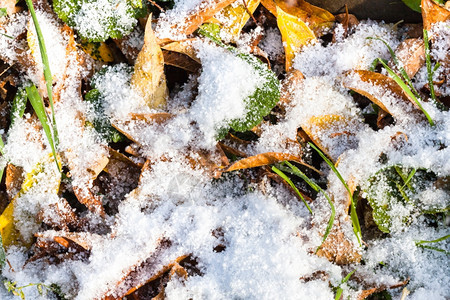 秋天第一场雪下的黄叶落和绿草图片