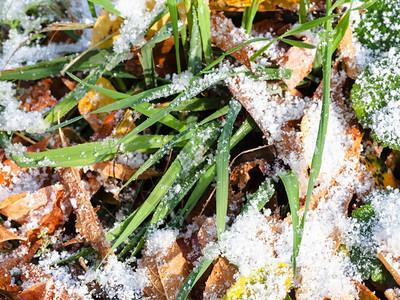 秋天第一次下雪时绿草和黄落叶紧图片