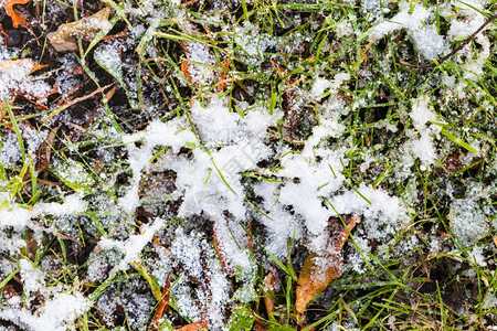 秋天第一次下雪绿草和地上的落叶图片