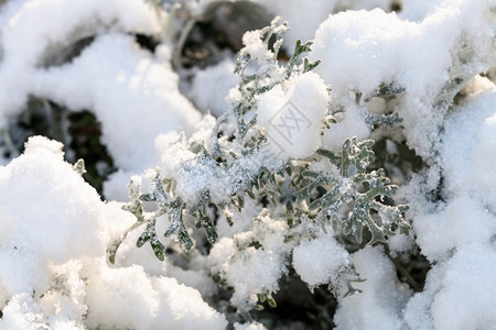 秋天太阳照亮的锡那西奥辛利亚植物上第一次下雪秋天的阳光照耀图片